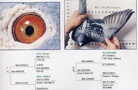 詹森兄弟最引以为傲的法宝震撼世纪的大铭鸽
