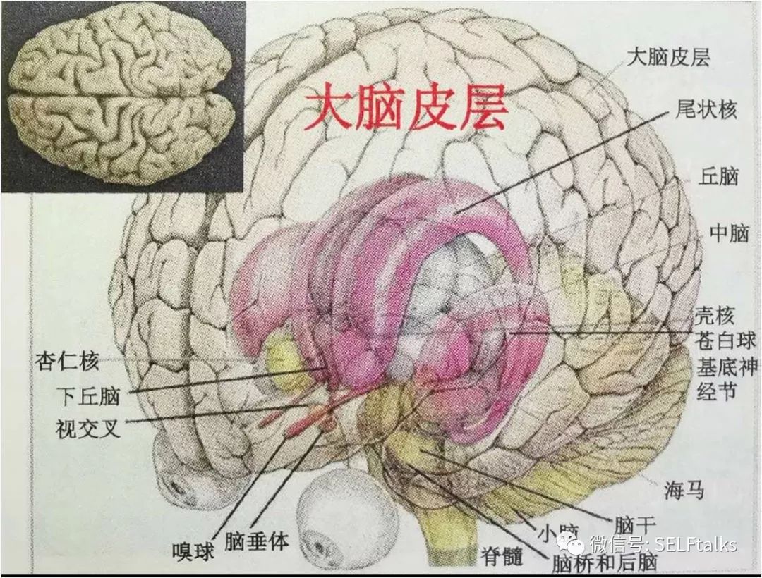 壳核解剖图片