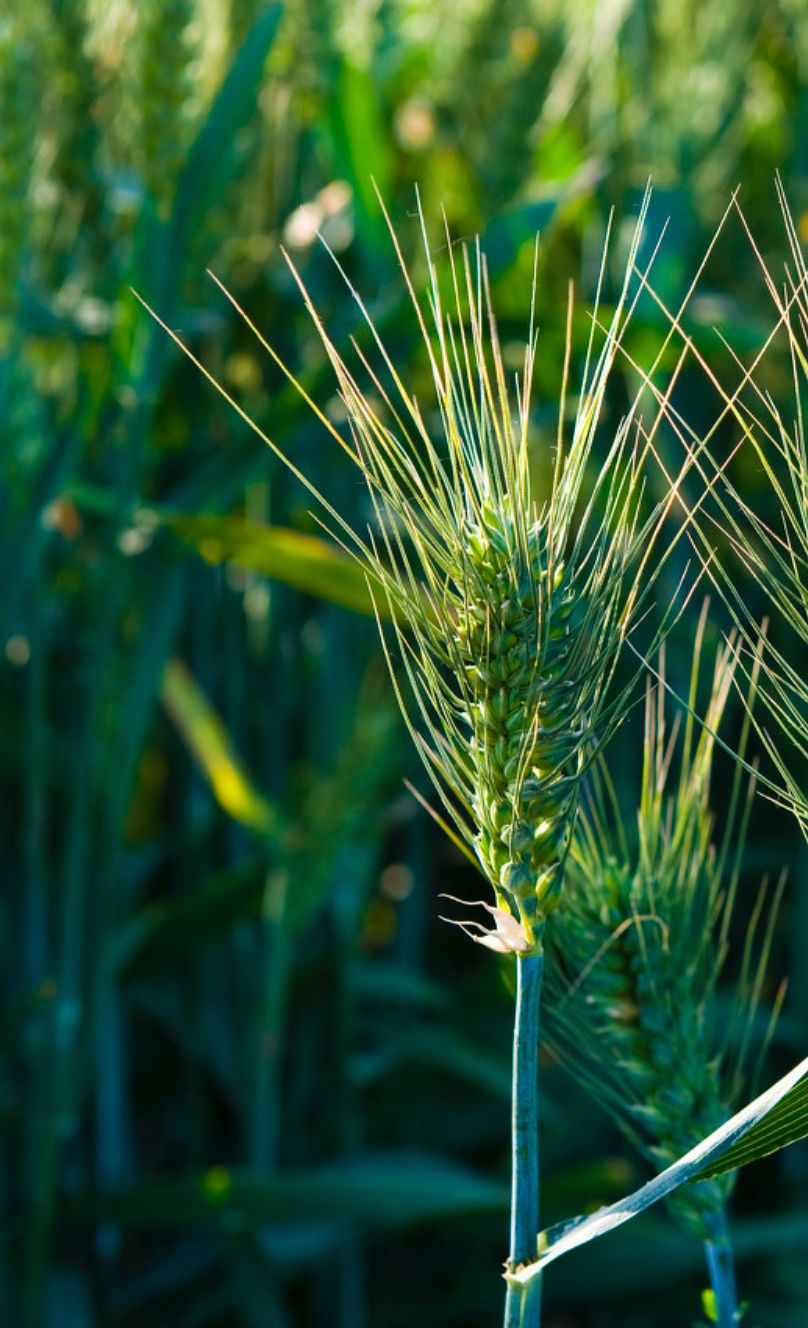 新街分享一粒麦子的旅行