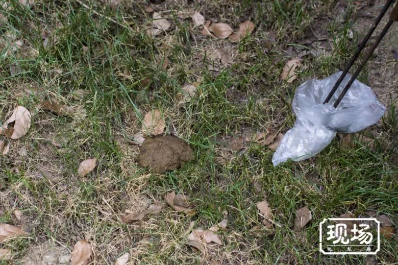 每天有捡不完的狗屎!实拍常州新北万达遛狗现状,环卫工有苦难言_狗狗