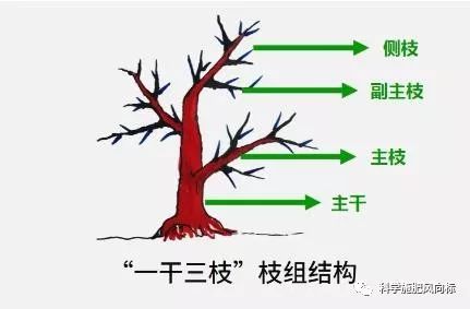 柑橘树形修剪图解图片