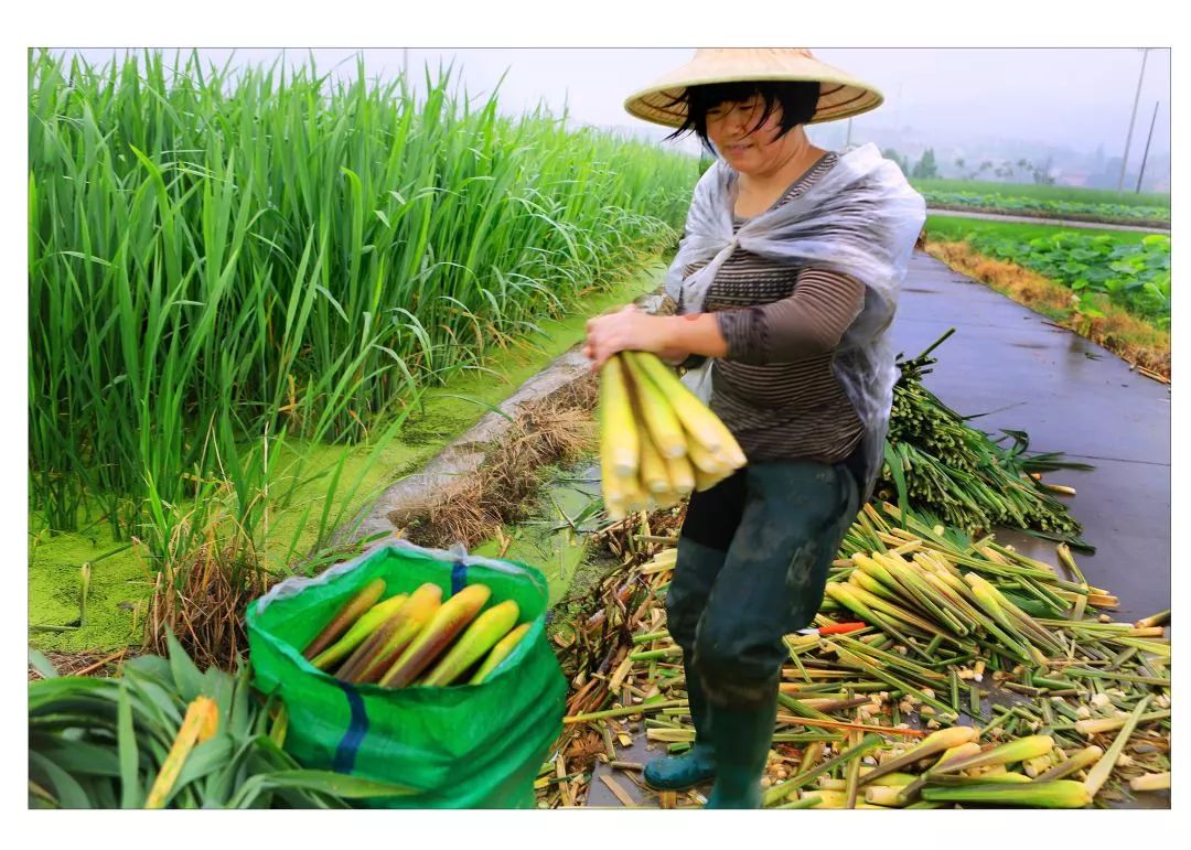 据了解,山后金村是远近闻名的"冷水茭白种植村,这里常年20几度的金兰