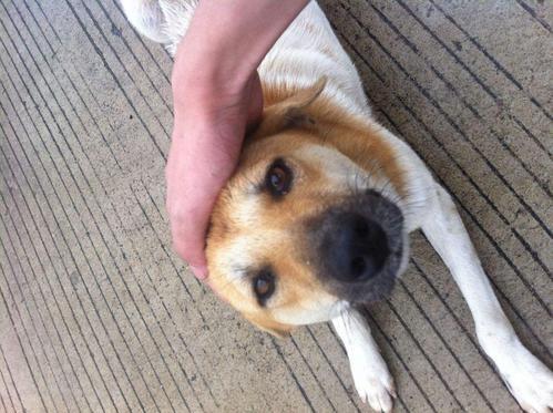 人摸狗的头是表示友好,那么狗狗是怎么想的呢?狗子的世界了解下