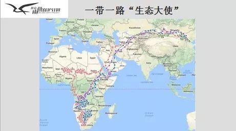 北京雨燕的迁徙路线北京雨燕在1月到3月,7月到10月的时候会飞过2.