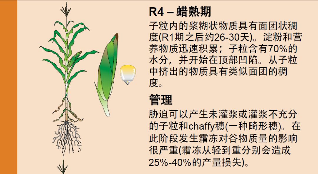 玉米的一生研究玉米的请收藏