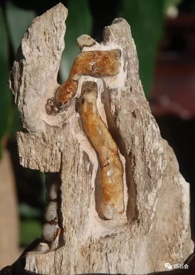 木头有虫就坏了,石头有虫就成宝了_木化石