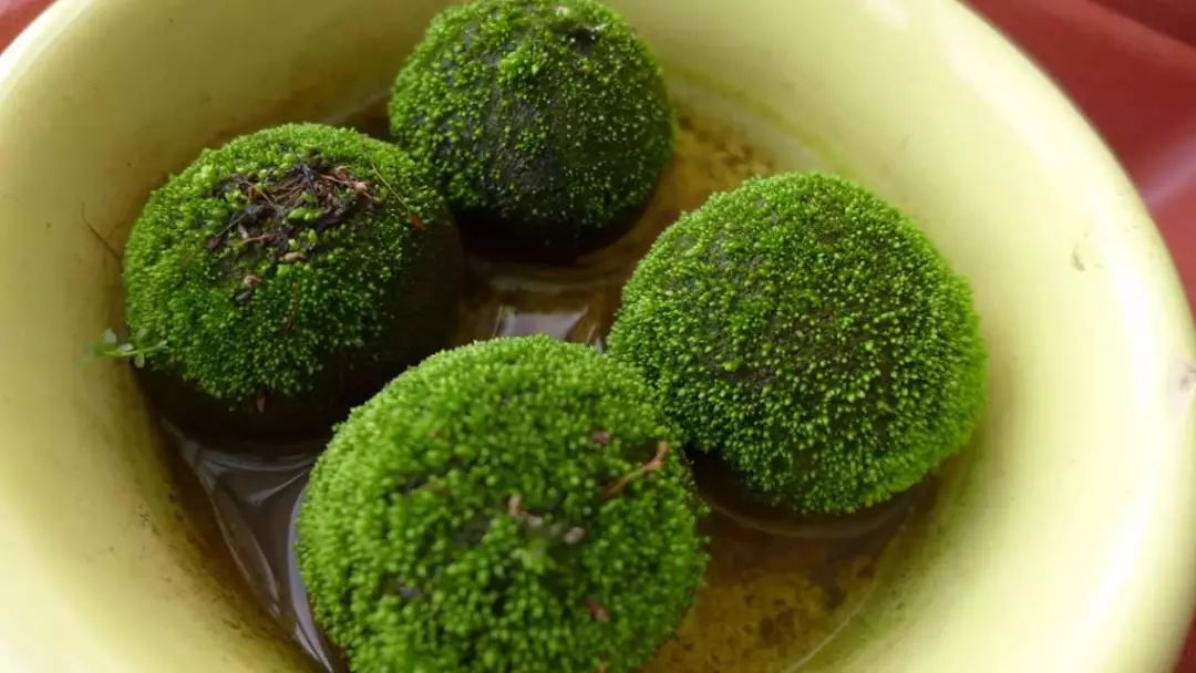 丝袜做的苔藓球万万想不到