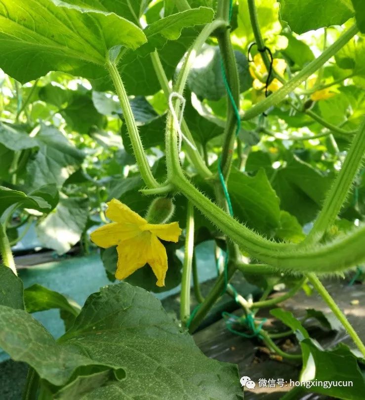 龙纹瓜尽享采摘乐趣欢迎新老朋友欢"菊"龙德李大连龙德李第二届龙纹瓜