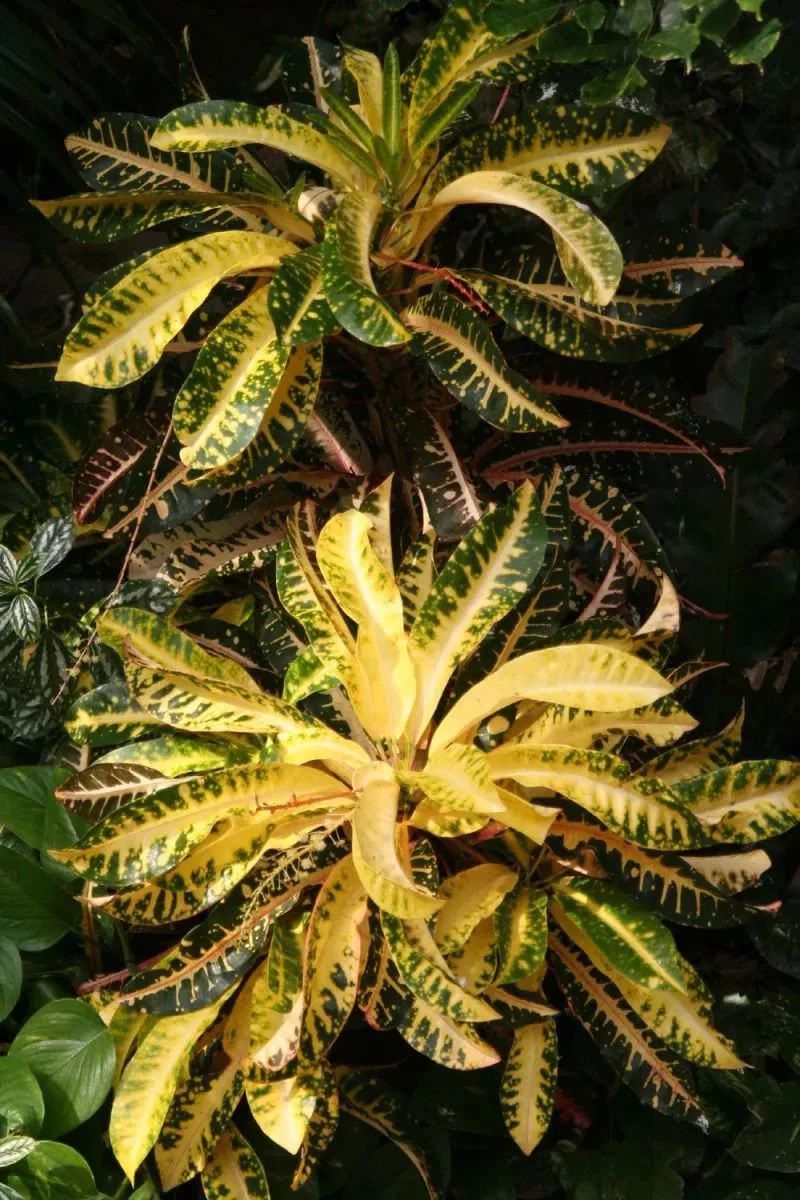 原创叶子像柳条一般的彩色变叶木见过没叶子的斑纹比开花植物还好看