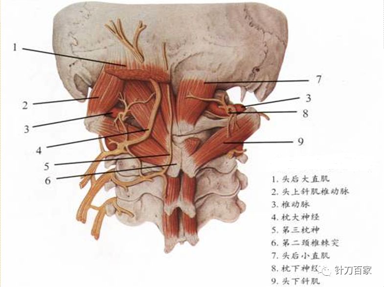 后枕部肌肉解剖图片