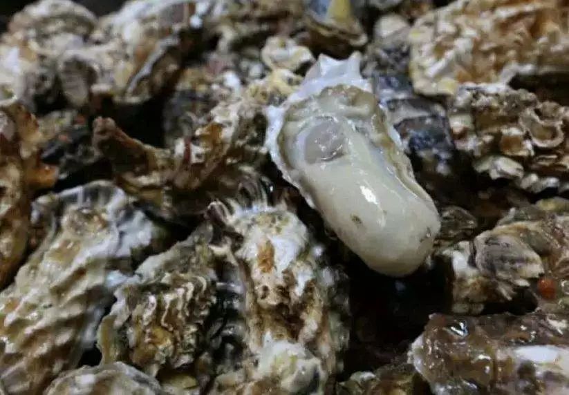 东营最强海鲜图鉴！68种常见海鲜，大饱口福！_zhu