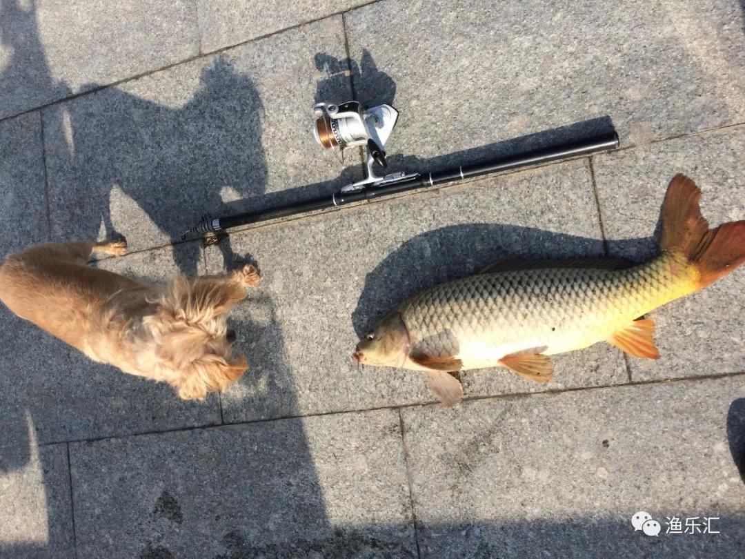 海竿串钩鱼饵丨海竿串钩追泡钓鲤鱼,这几点技巧要了解