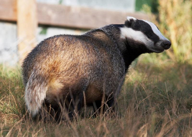 狗獾一言不合就发飙,喜群居善挖洞