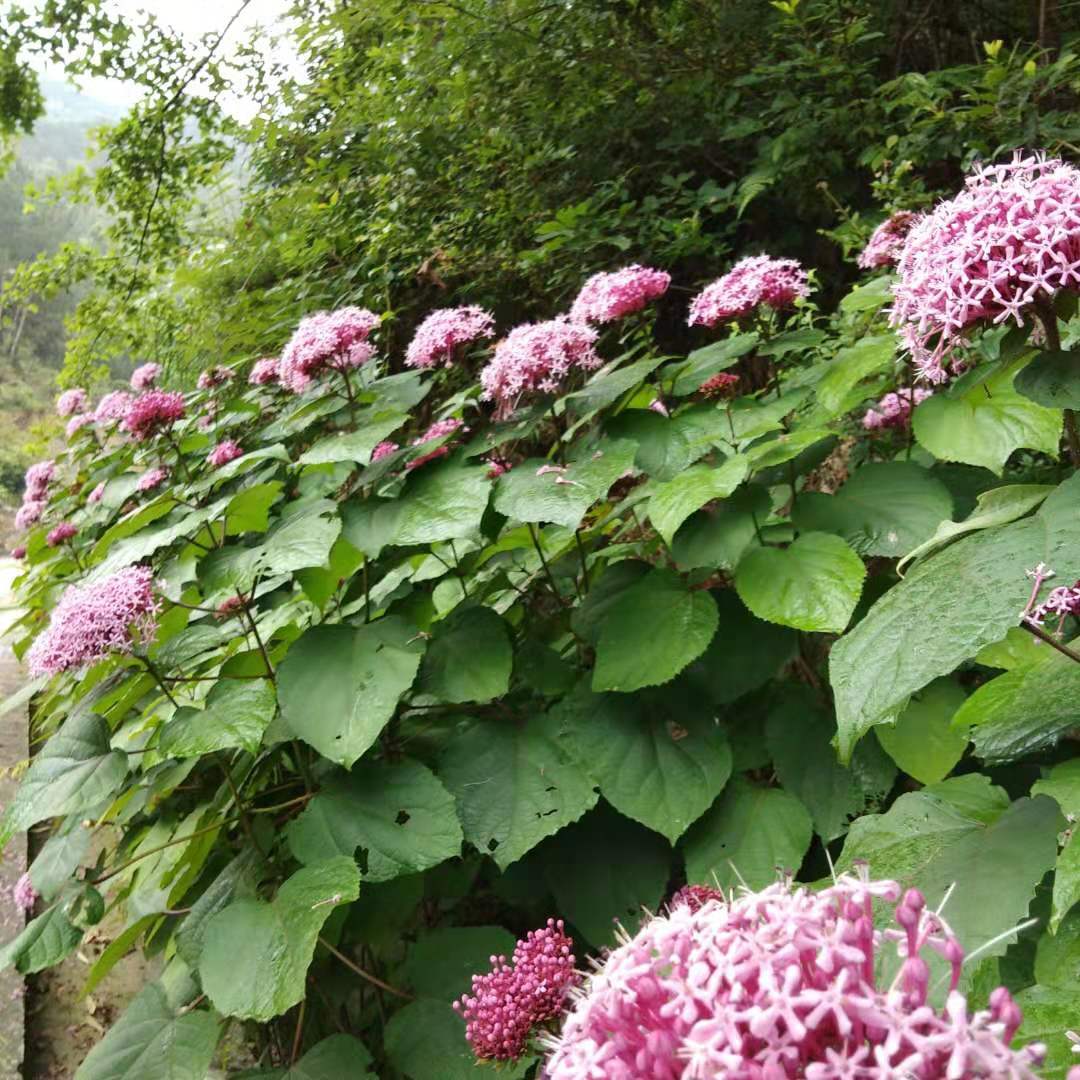 黄牯牛花图片