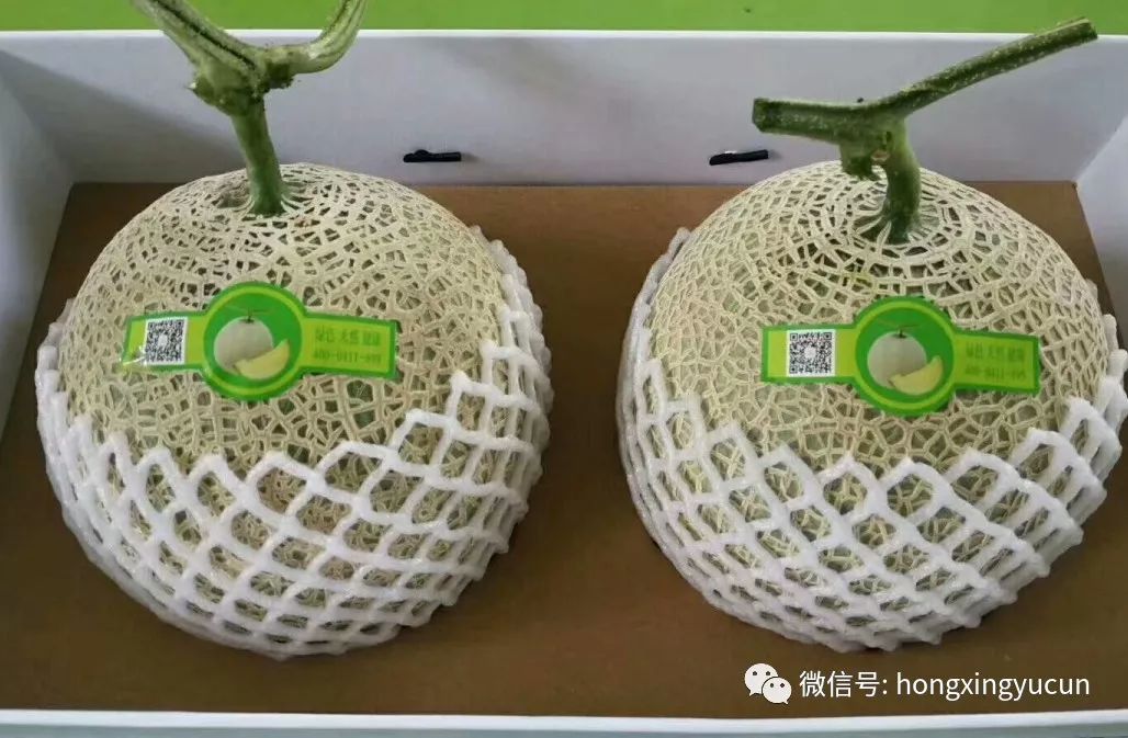 轻轻咬上一口积聚了120天养分的龙纹瓜,一根藤只结一只瓜,为了保证