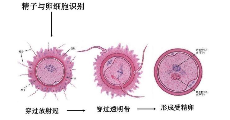 两个精子能同时进入一个卵子吗?出现这种情况有危害吗?_双胞胎