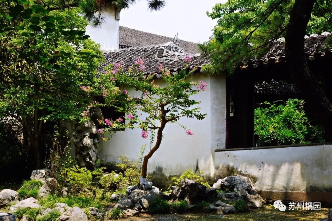 盛夏绿遮眼紫薇占芳菲