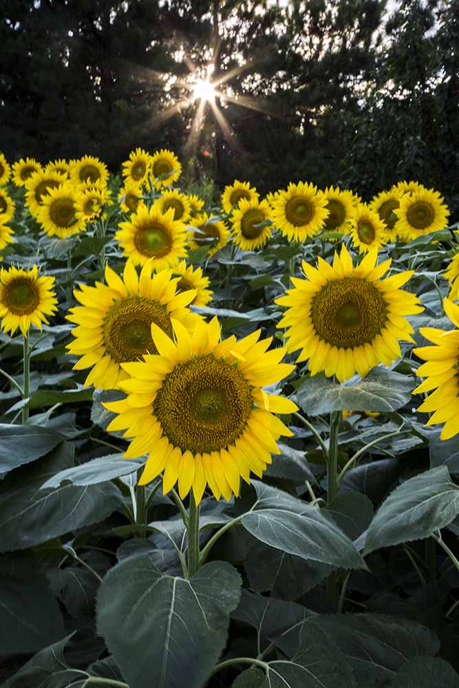 奥森北园百亩向日葵盛开,如阳光般笑迎游客