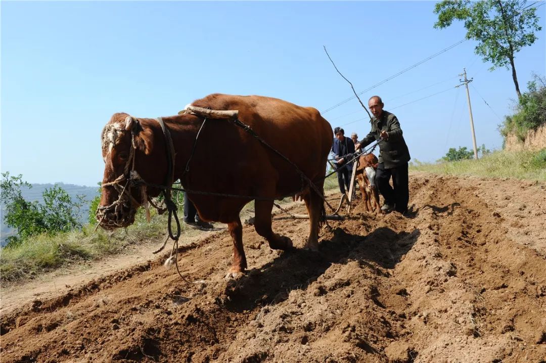 中国优秀摄影师评选活动参选人作品展示——王继堂
