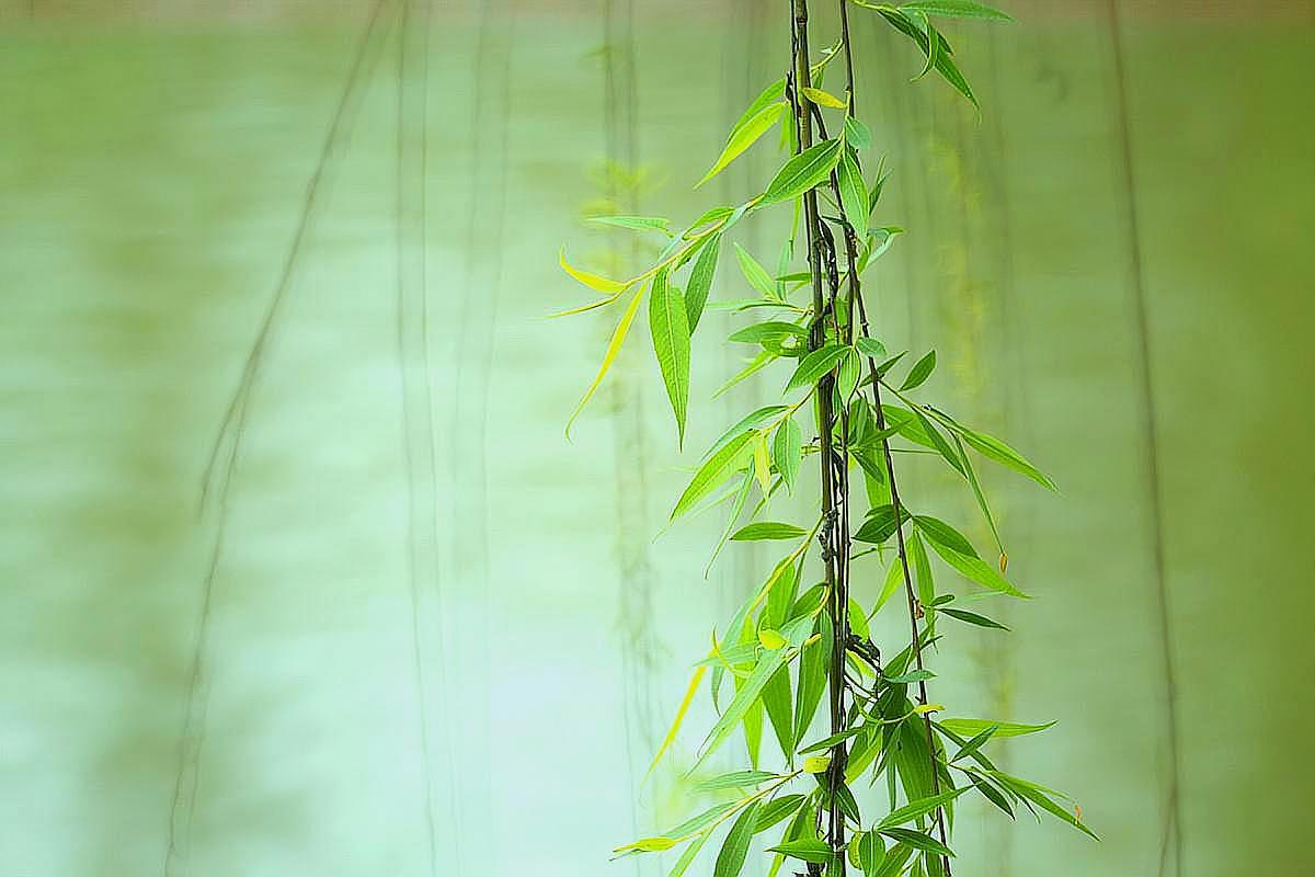 他是浙江史上首位状元,一首咏物小诗脍炙人口,你一定能出口成诵_柳树