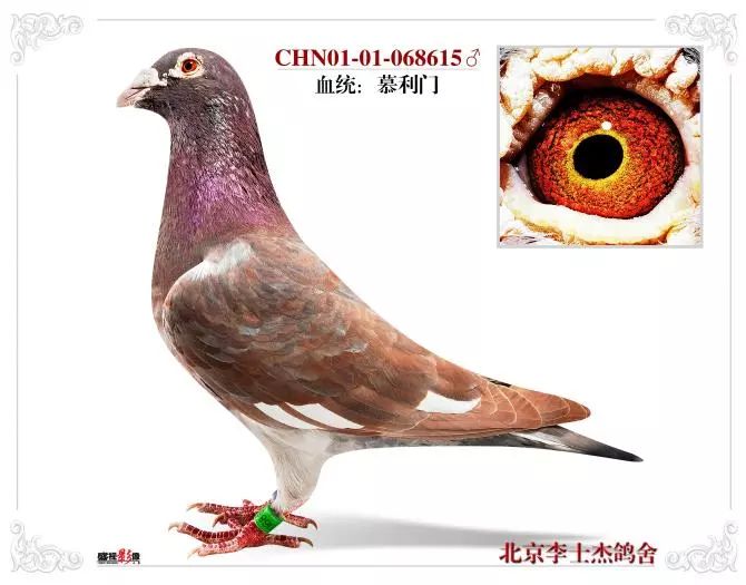 百科慕利门火凤凰的起源