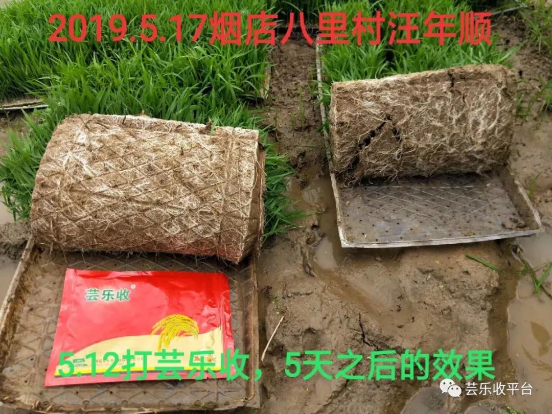 芸乐收在水稻上的应用效果