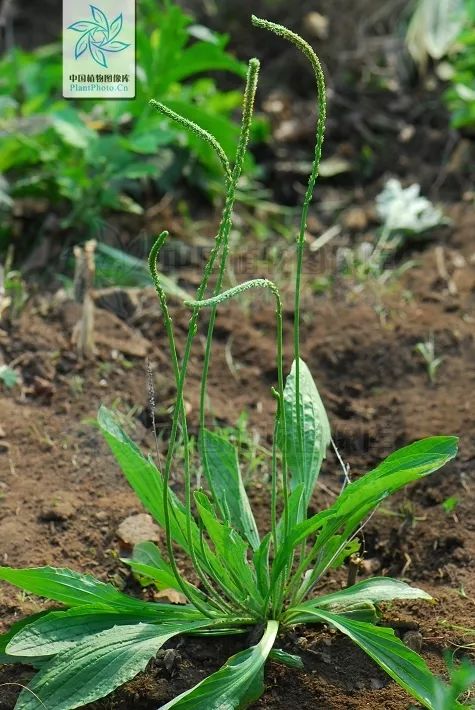 本草驿站夏日鲜品清热利尿车前草