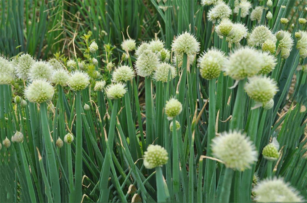 这些东西小时候经常吃,见怪不怪了,如今却被都市人奉为"山珍"