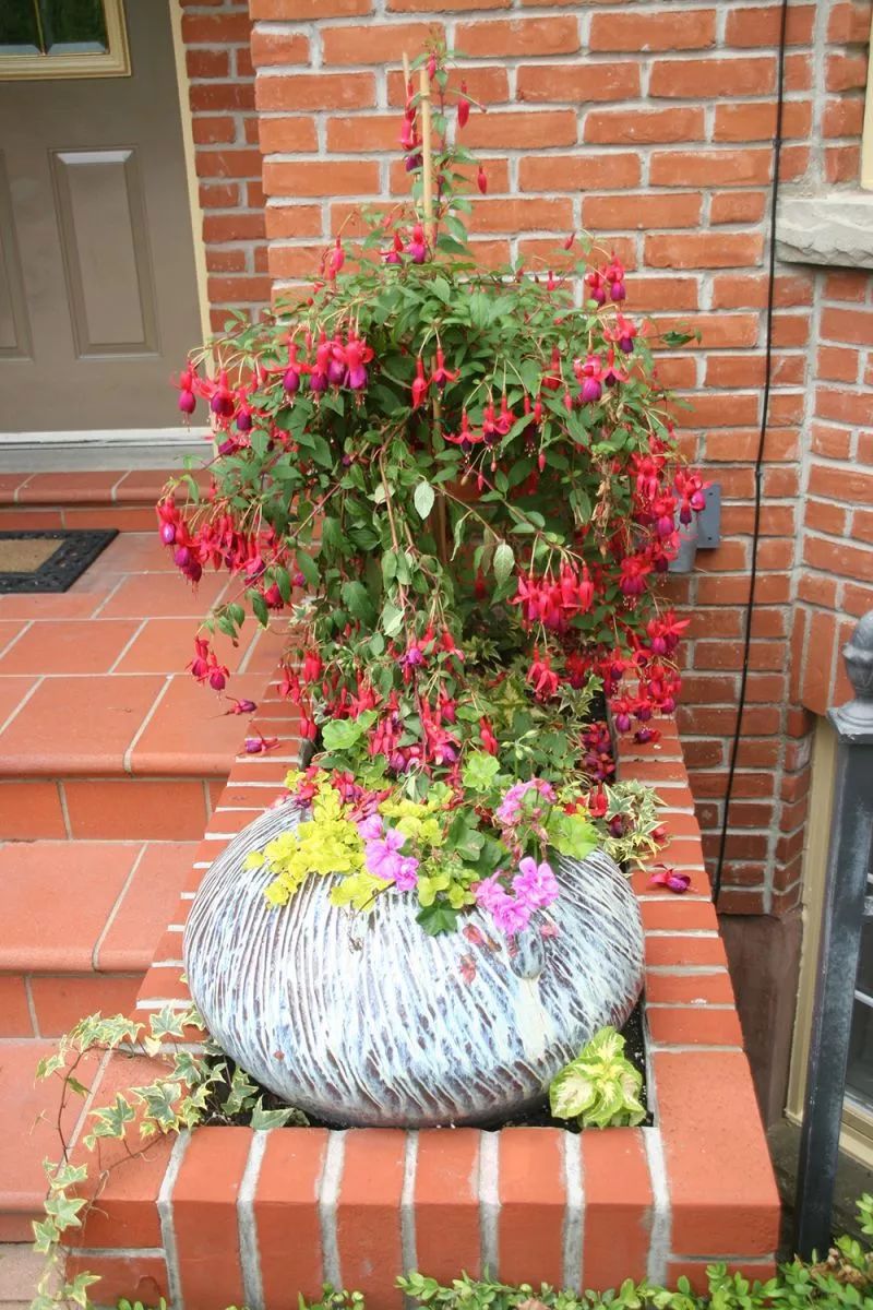 原创花朵如同一个个迷你红灯笼的吊钟海棠没想到有这么多人将它养死