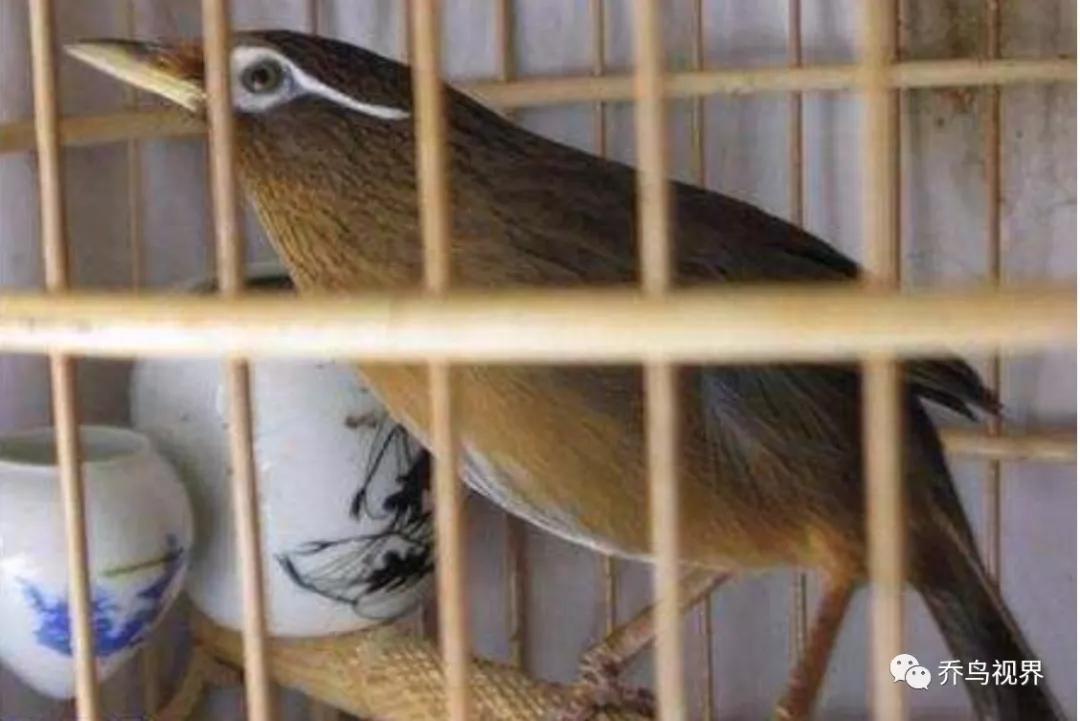 70 概覽 70在畫眉鳥一行中,無論是飼養畫眉鳥鬥鳥也好,唱鳥也罷