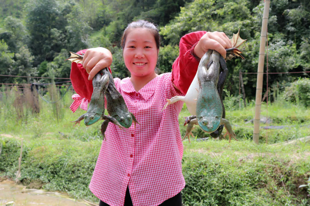 深山里好多牛蛙没人要阿红提了个大桶一会抓了10几只真过瘾