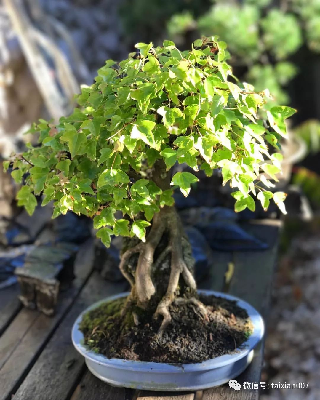 又小又浅的盆,又老又旺盛的树,怎么做到的?_植物