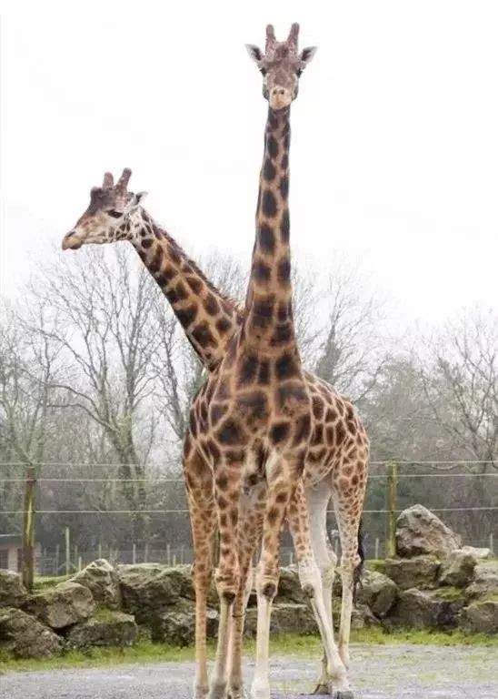 100000㎡疯狂动物城即将开园畅玩七彩海巢欢乐世界60元儿童票80元成人