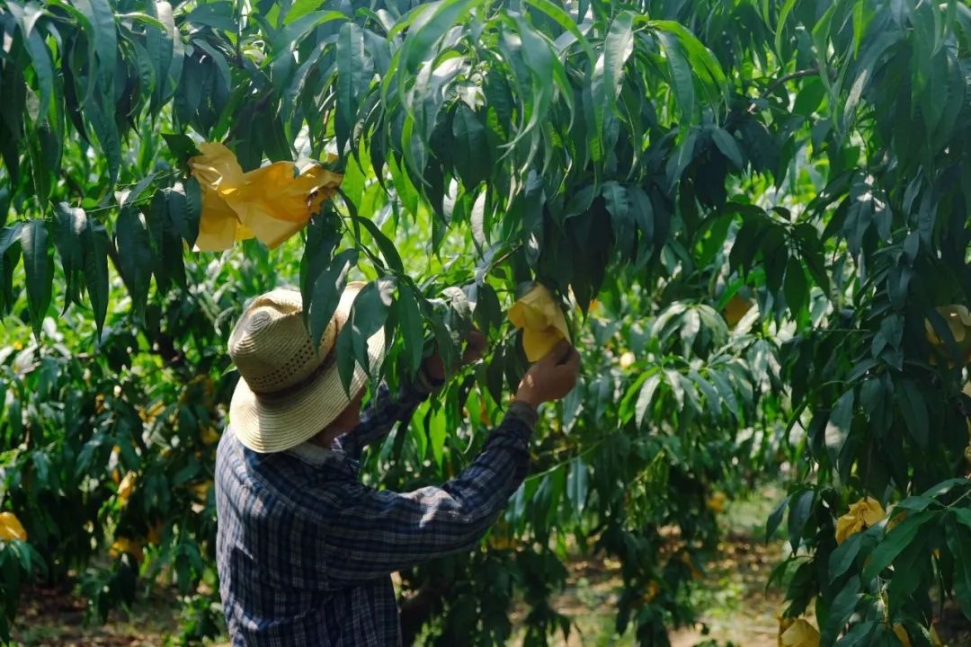 阳山水蜜桃终于来了
