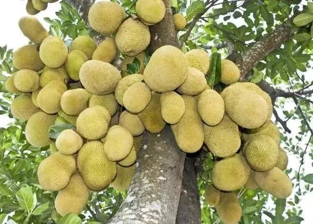 眼下德宏芒市街头正刮一股菠萝蜜的甜蜜风……_水果