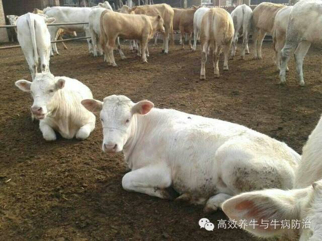 飼餵效果:胎衣是胚胎生長發育和母體供給牛胎營養的主要器官,它主要由