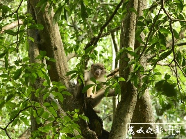今日新闻综述丨版纳植物园发现国家一级保护野生动物熊猴#中国出台首部疫苗管理法#埃及金字塔正式向游客开放…_云南