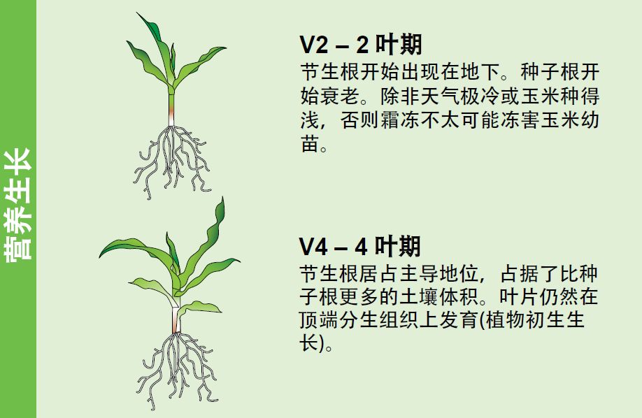 玉米的一生研究玉米的请收藏