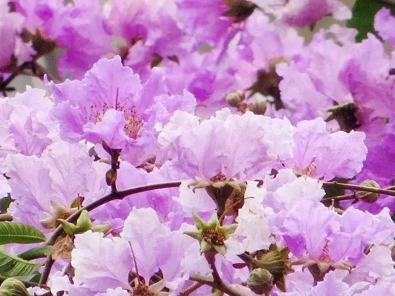 便是紫薇与腊肠的天下鹭岛的六月尾是火红的凤凰花