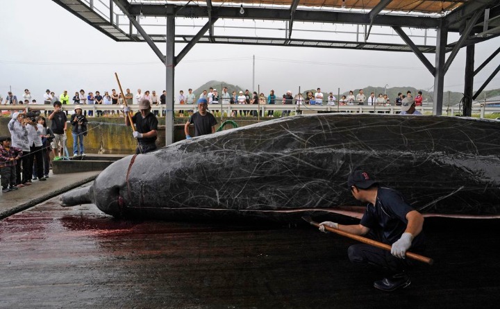 日本退出国际捕鲸委员会
