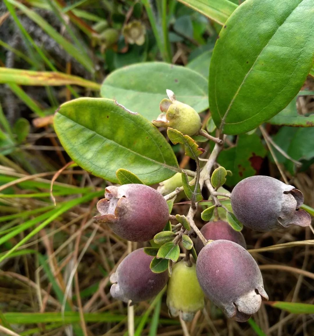 高州人最常吃的捻子熟啦价格暴涨一棵最贵1200元不少人靠它发了财