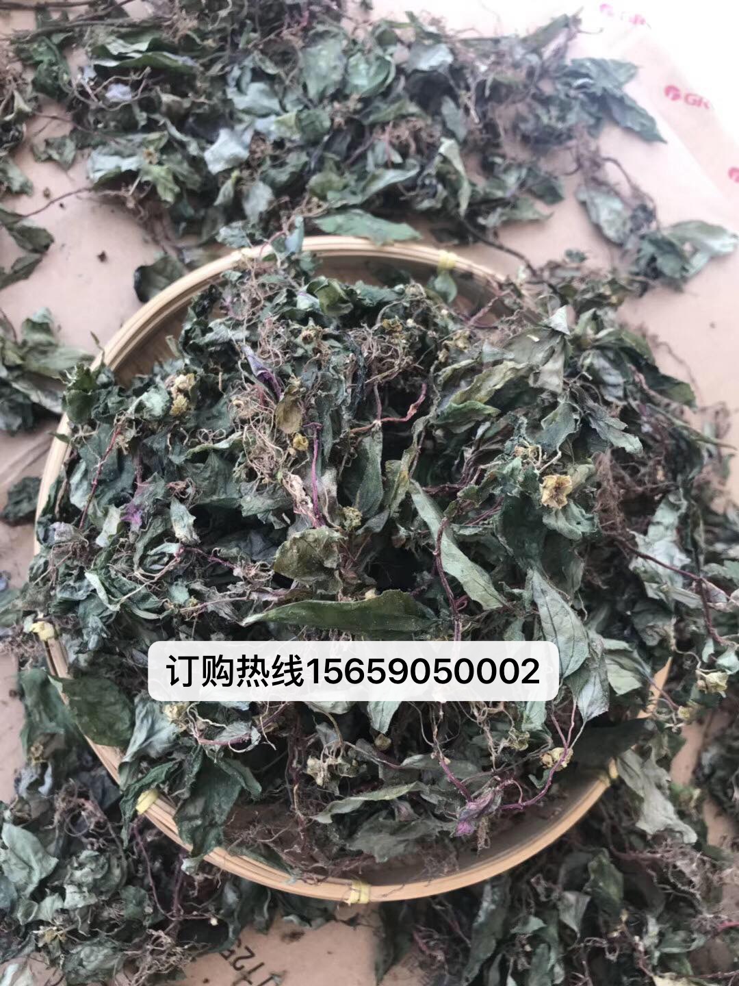 原創在農村這種草針對小三陽大三陽具有顯著作用風鼓草