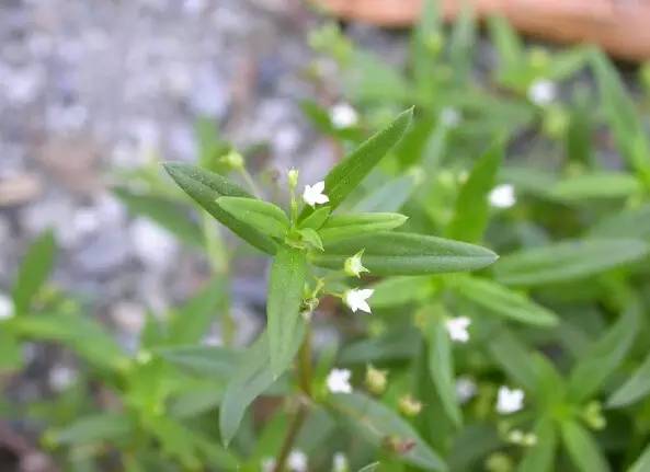 赶紧收藏吧._草药