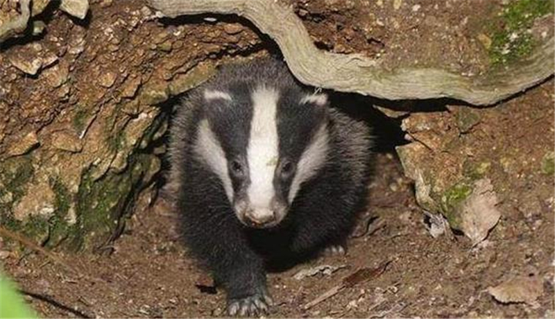 狗獾有着招人喜爱的外表,体型有小型犬那么大.