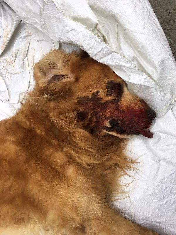 再也起不来了…最后它倒在地上,鲜血淋漓,整整打了20多分钟…棍子