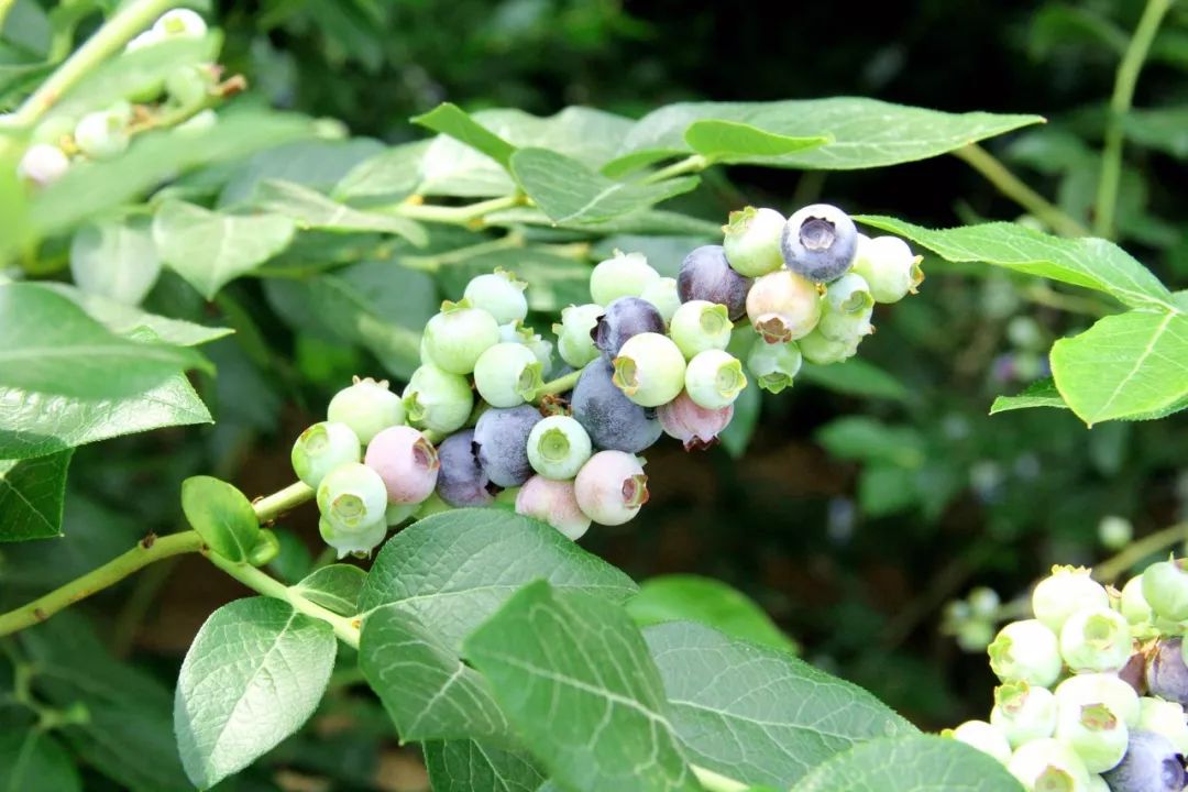 藍莓熟了就在陳疃鎮帶上籃子摘藍莓去