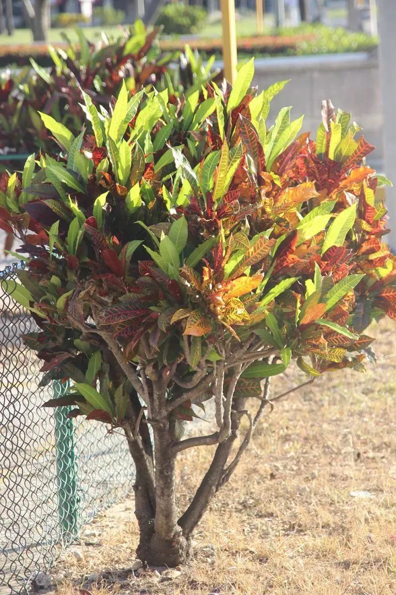 叶子像柳条一般的彩色变叶木见过没,叶子的斑纹比开花植物还好看