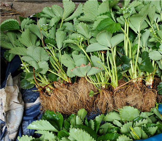 章姬草莓苗-搜狐大视野-搜狐新闻