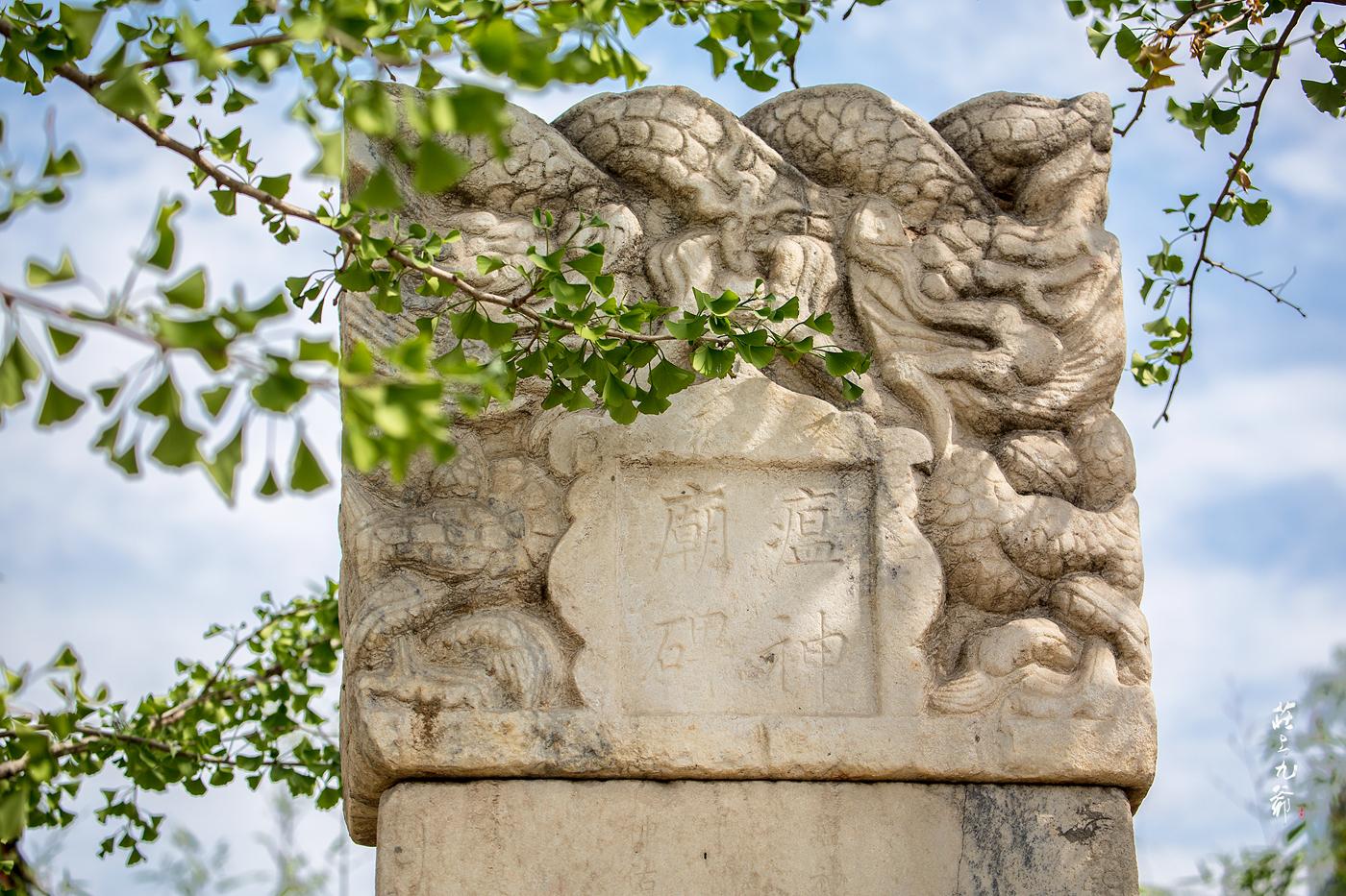 远古传说中神秘的灵寿木 竟然长在这个地方