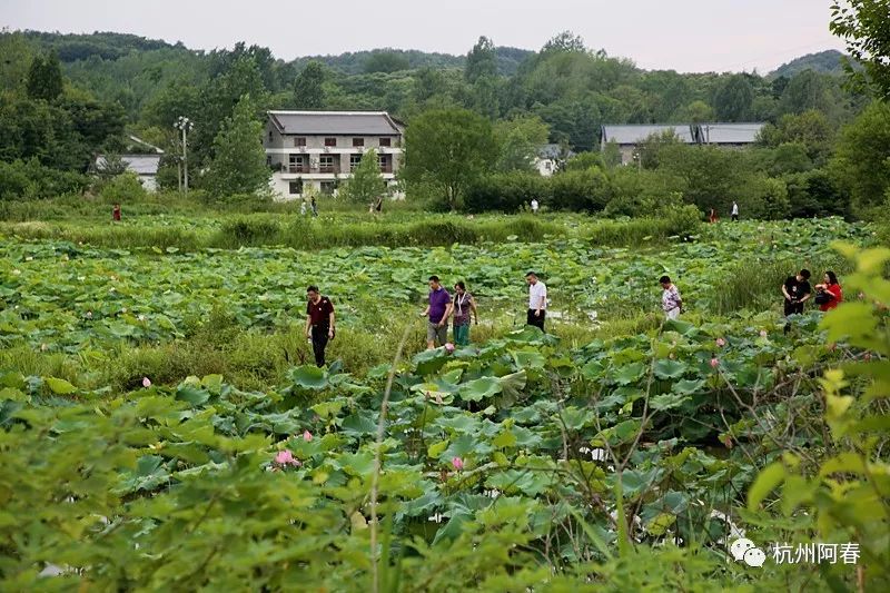 现场| 走进河南信阳之72小时(下)